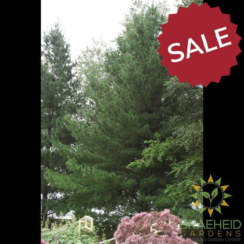 White Pine