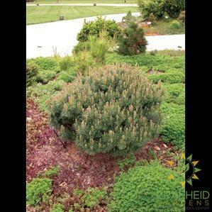 Dwarf Blue Scotch Pine