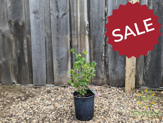 Buy Pixwell Gooseberry an Edible Shrub in Grande Prairie Alberta - Braeheid Gardens Ltd.