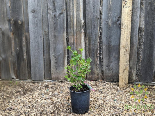 Buy Pixwell Gooseberry an Edible Shrub in Grande Prairie Alberta - Braeheid Gardens Ltd.