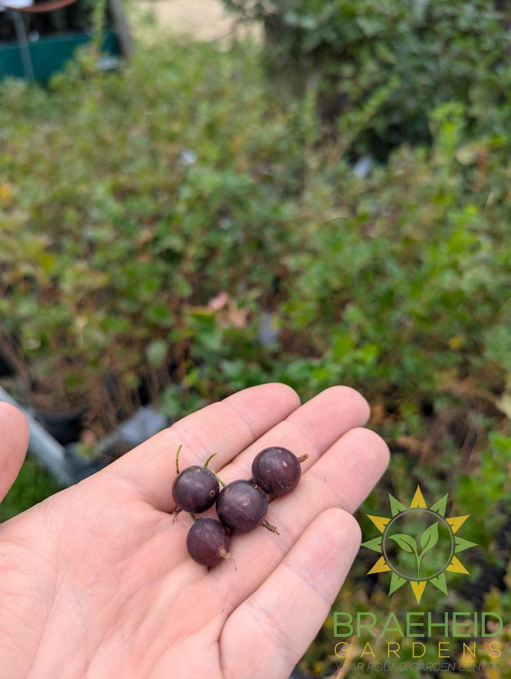 Buy Pixwell Gooseberry an Edible Shrub in Grande Prairie Alberta - Braeheid Gardens Ltd.
