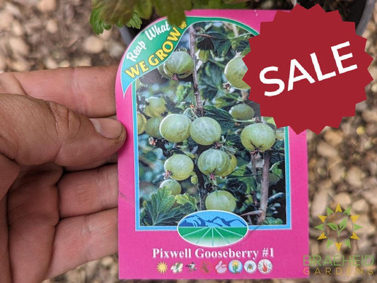 Buy Pixwell Gooseberry an Edible Shrub in Grande Prairie Alberta - Braeheid Gardens Ltd.