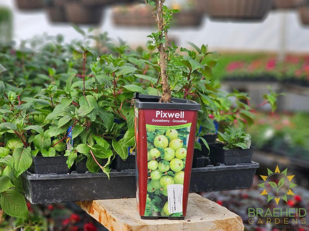 Buy Pixwell Gooseberry-Groseillier an Edible Shrub in Grande Prairie Alberta - Braeheid Gardens Ltd.
