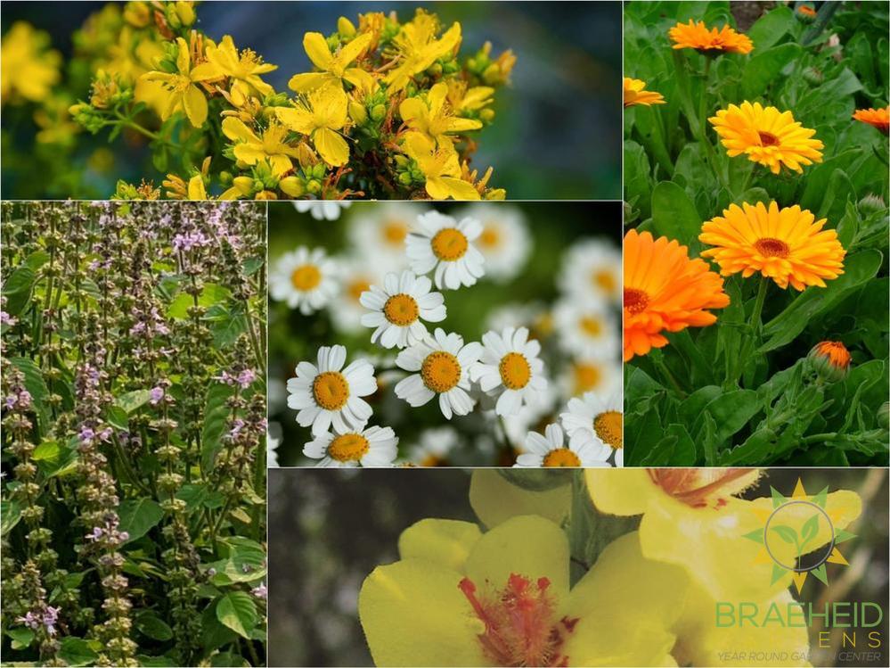 The Plant Medicine Collection