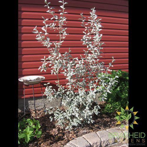 Polar Bear Willow