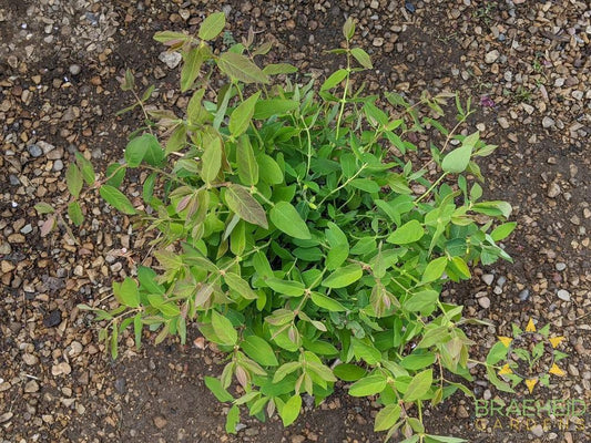 Buy Polar Jewel Haskap Berry an Edible Shrub in Grande Prairie Alberta - Braeheid Gardens Ltd.