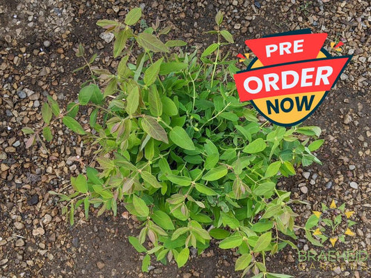 Buy Polar Jewel Haskap Berry an Edible Shrub in Grande Prairie Alberta - Braeheid Gardens Ltd.