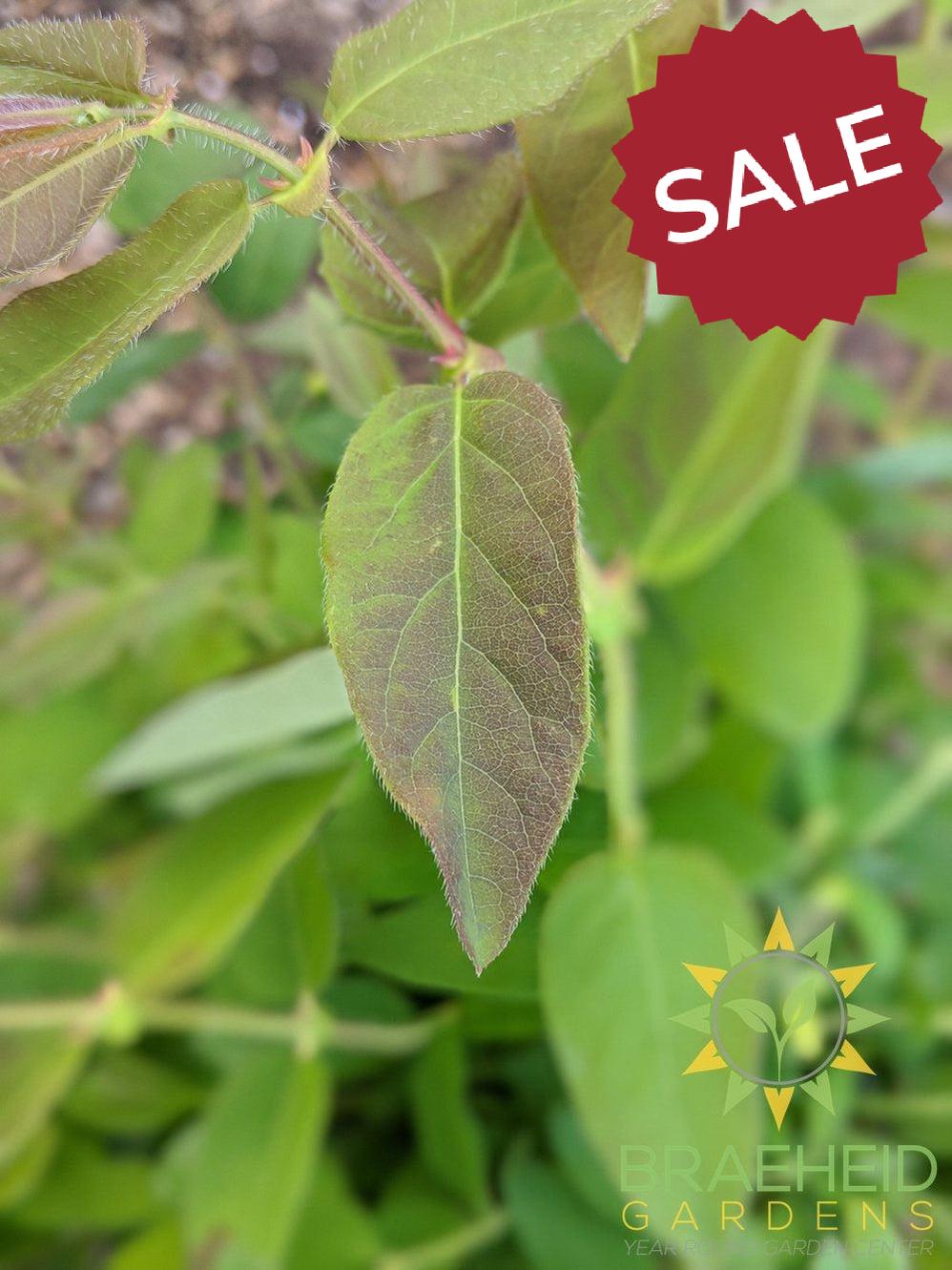 Buy Polar Jewel Haskap Berry an Edible Shrub in Grande Prairie Alberta - Braeheid Gardens Ltd.