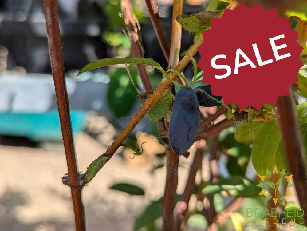 Buy Polar Jewel Haskap Berry an Edible Shrub in Grande Prairie Alberta - Braeheid Gardens Ltd.