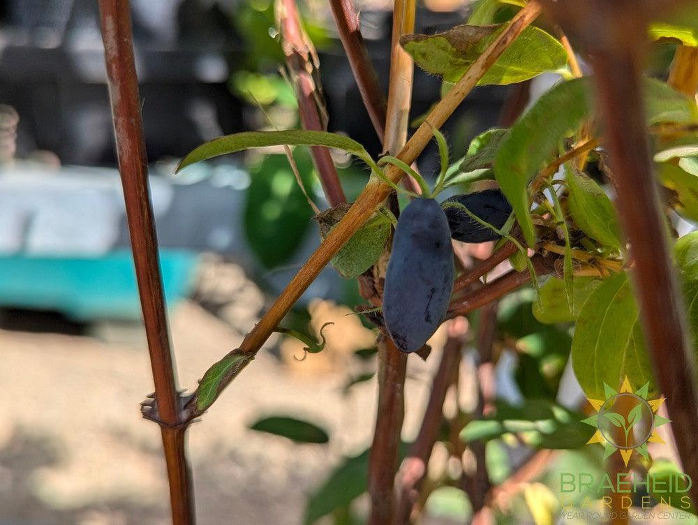 Buy Polar Jewel Haskap Berry an Edible Shrub in Grande Prairie Alberta - Braeheid Gardens Ltd.