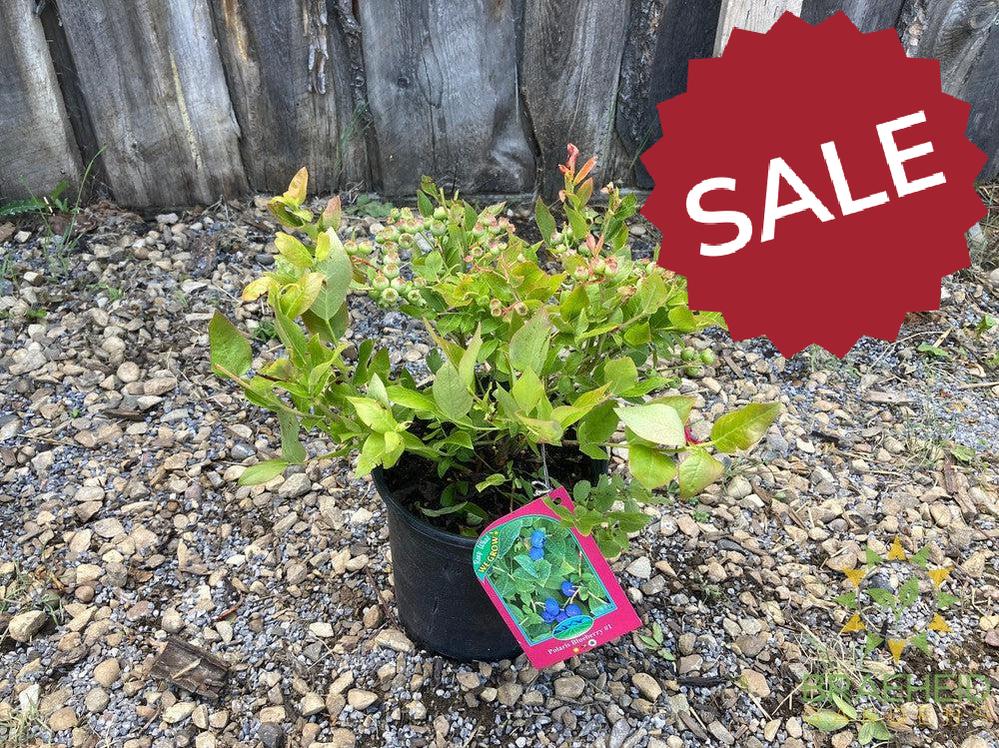 Buy Polaris Blueberry an Edible Shrub in Grande Prairie Alberta - Braeheid Gardens Ltd.