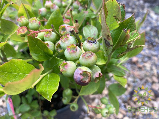 Buy Polaris Blueberry an Edible Shrub in Grande Prairie Alberta - Braeheid Gardens Ltd.