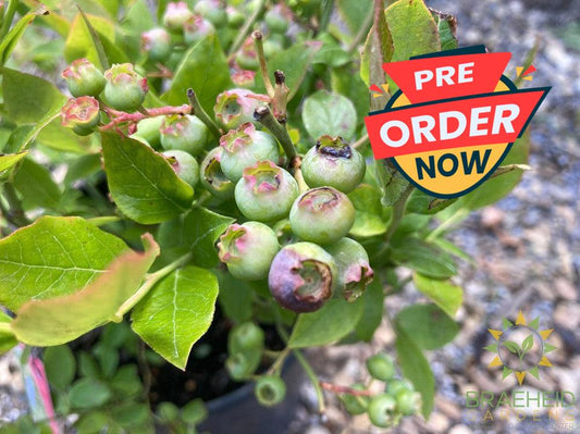 Buy Polaris Blueberry an Edible Shrub in Grande Prairie Alberta - Braeheid Gardens Ltd.