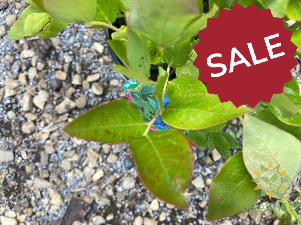 Buy Polaris Blueberry an Edible Shrub in Grande Prairie Alberta - Braeheid Gardens Ltd.