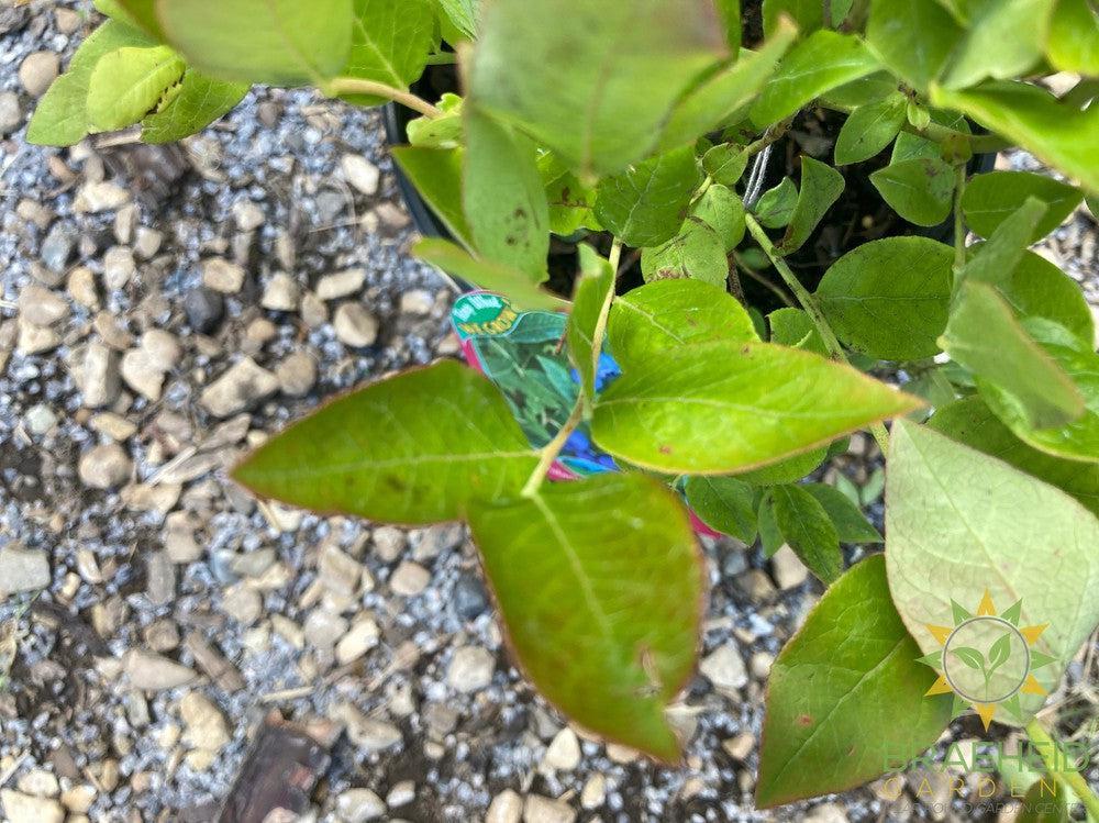Buy Polaris Blueberry an Edible Shrub in Grande Prairie Alberta - Braeheid Gardens Ltd.
