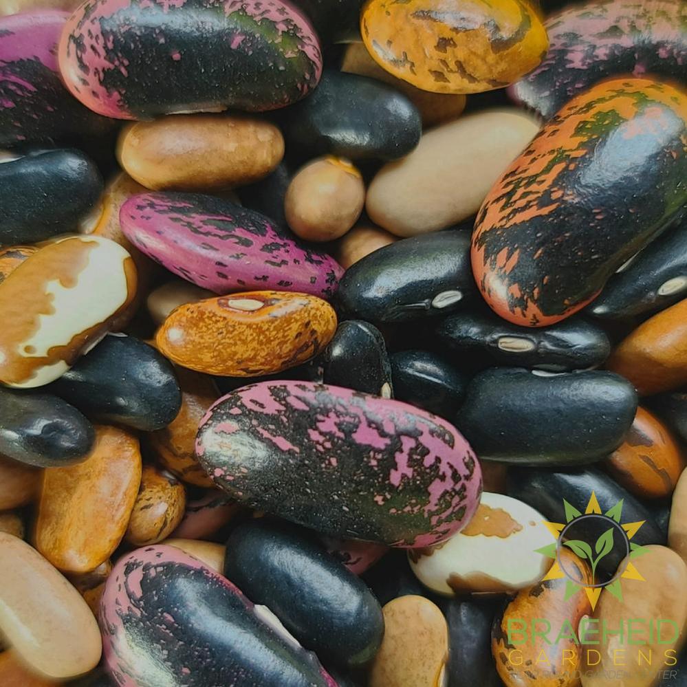 Pole Bean Mix