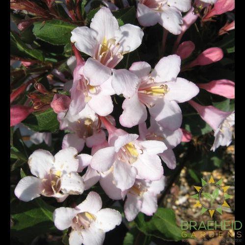 Polka Weigela