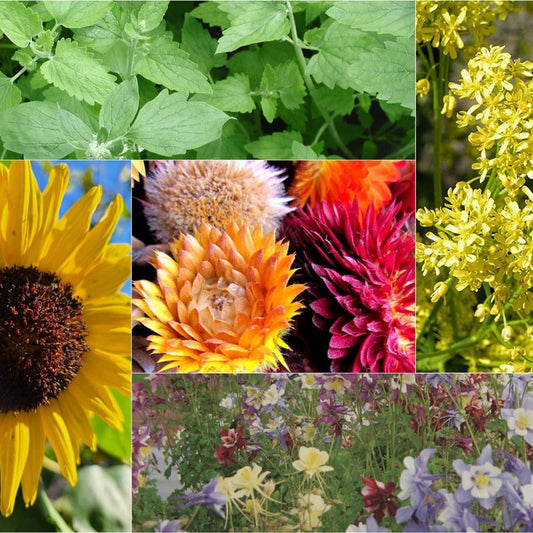 The Pollinators Paradise Collection