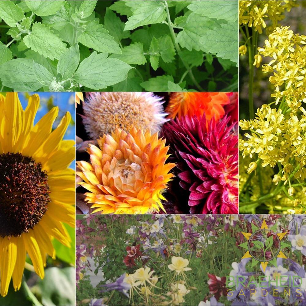The Pollinators Paradise Collection
