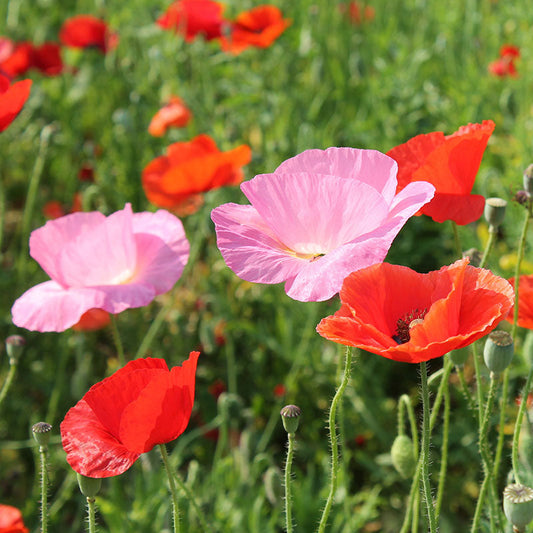 Poppy Mix