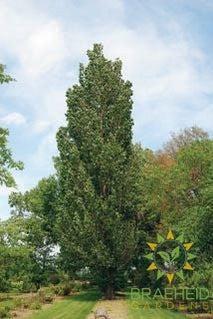 Prairie Sky Poplar- Tree for sale, Grown in Grande Prairie -Braeheid Gardens Ltd. on Emerson Trail