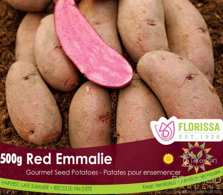Gourmet Red Emmalie Potatoes