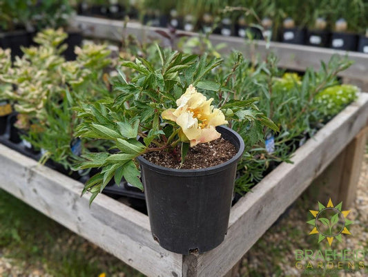 Prairie Charm Itoh Peony