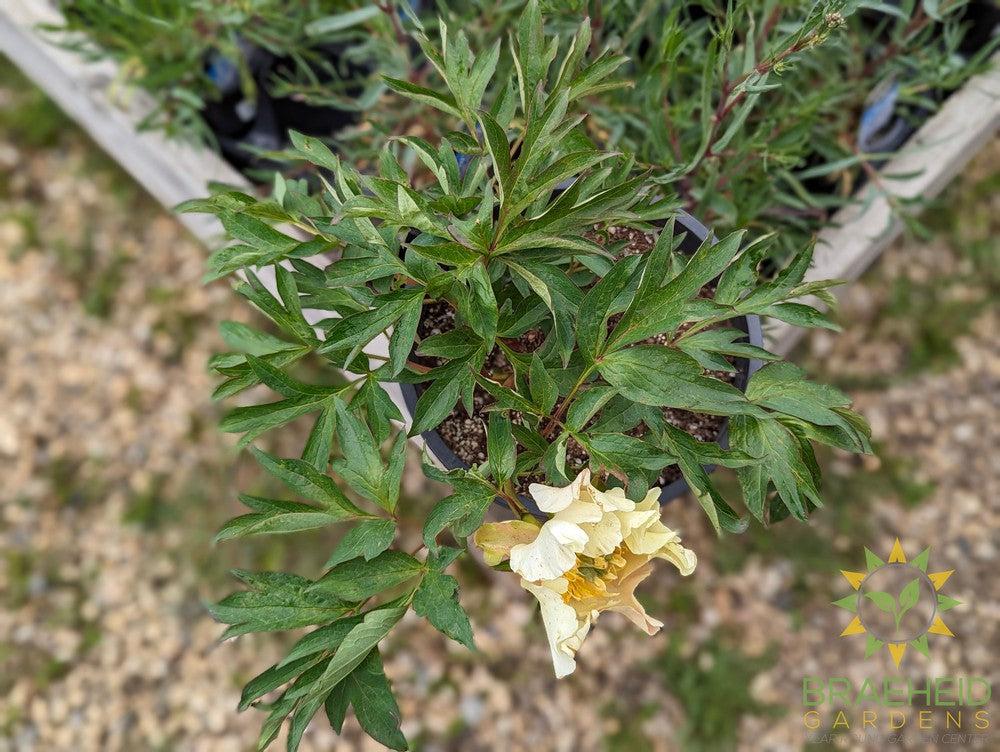 Prairie Charm Itoh Peony