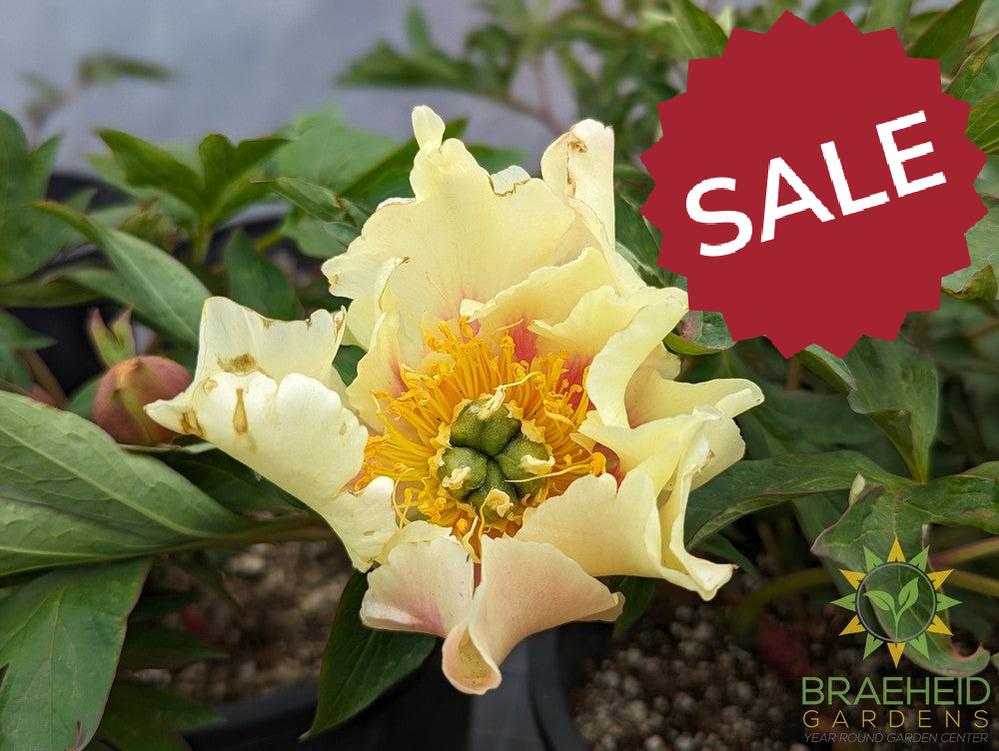 Prairie Charm Itoh Peony