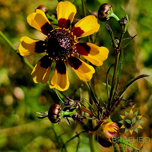 Prairie Coreopsis