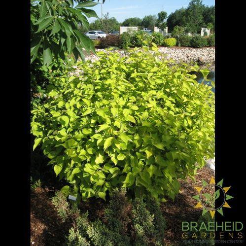 Prairie Fire Dogwood