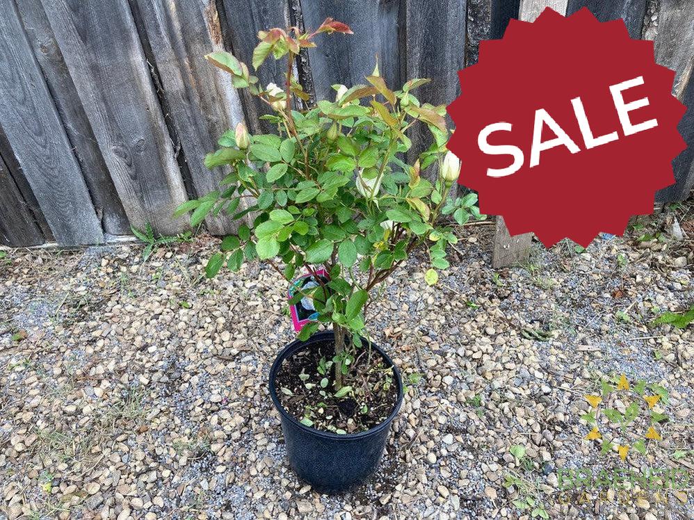 Prairie Snowdrift Rose