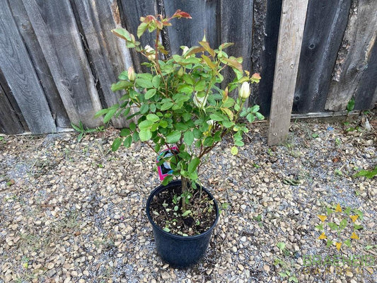 Prairie Snowdrift Rose