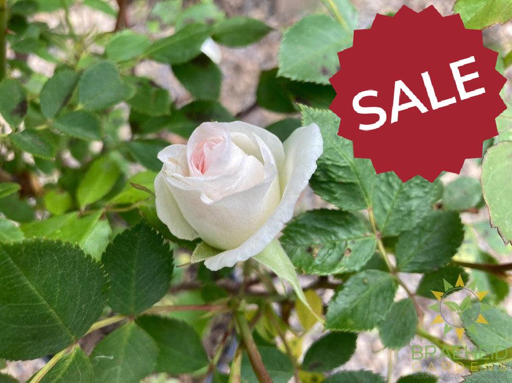 Prairie Snowdrift Rose