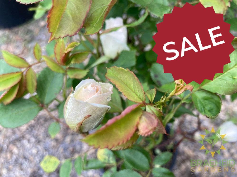 Prairie Snowdrift Rose