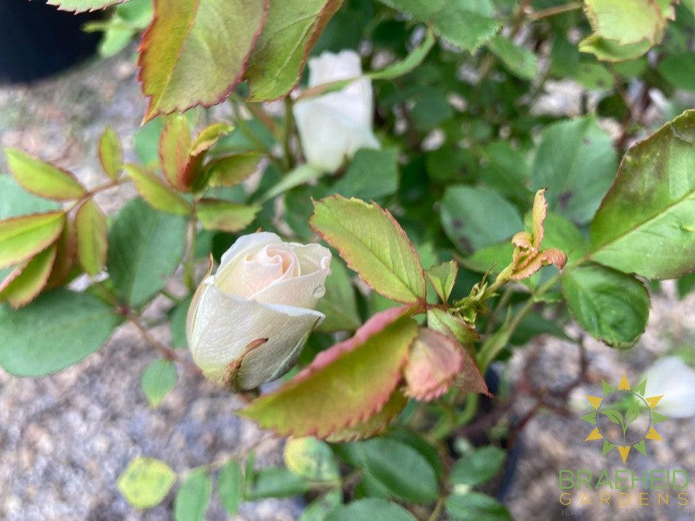 Prairie Snowdrift Rose
