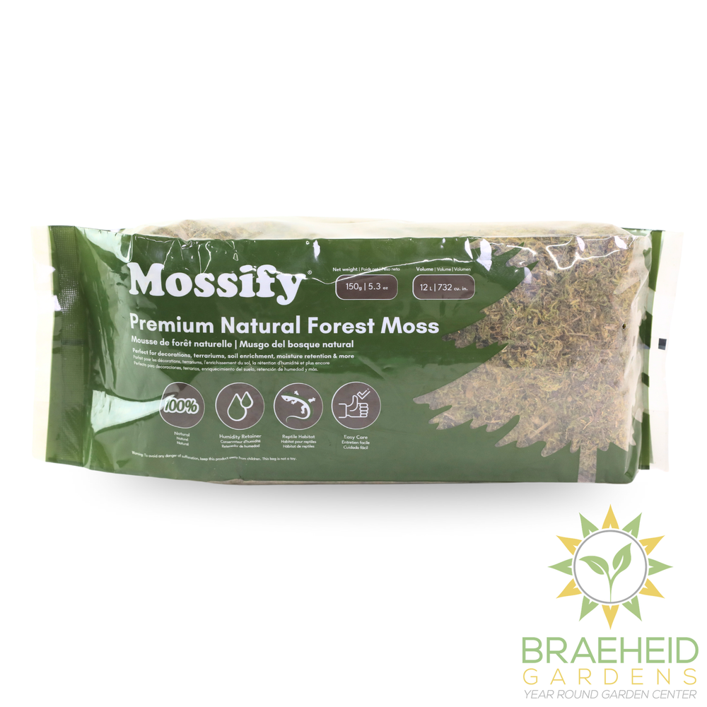 Premium Natural Forest Moss