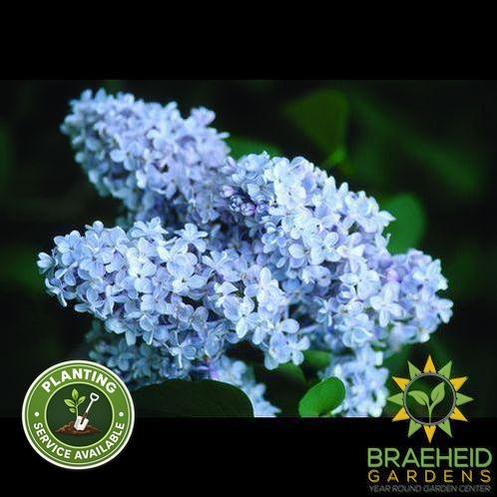 President Grevy French Lilac