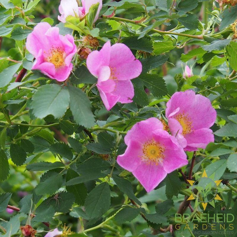 Prickly Wild Rose