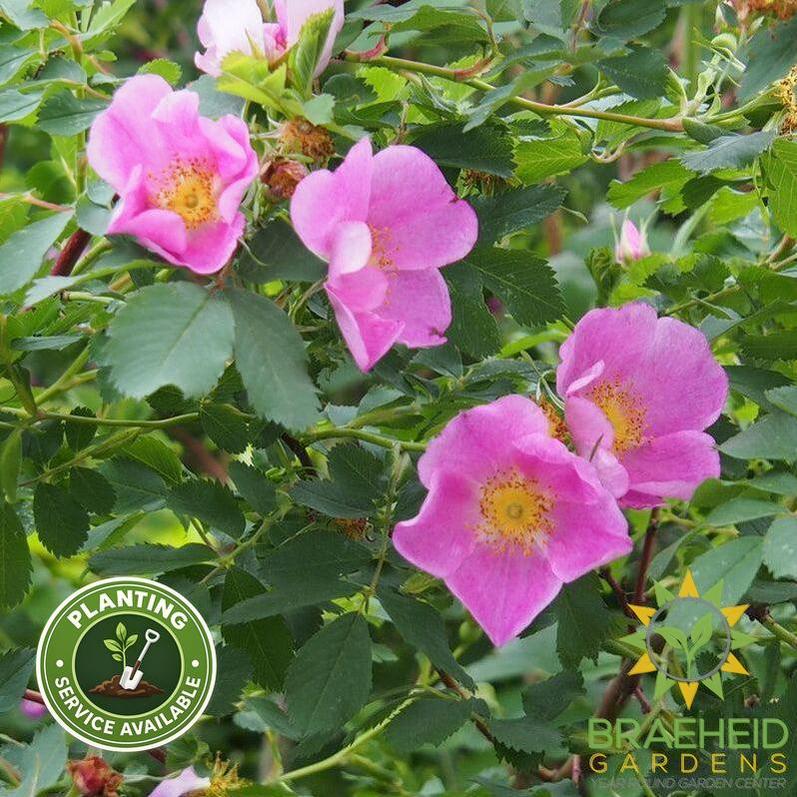 Prickly Wild Rose