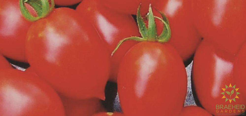 Principe Borghese Tomato