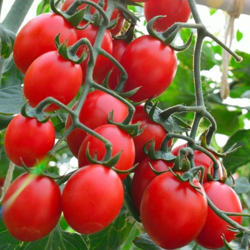 Principe Borghese Tomato