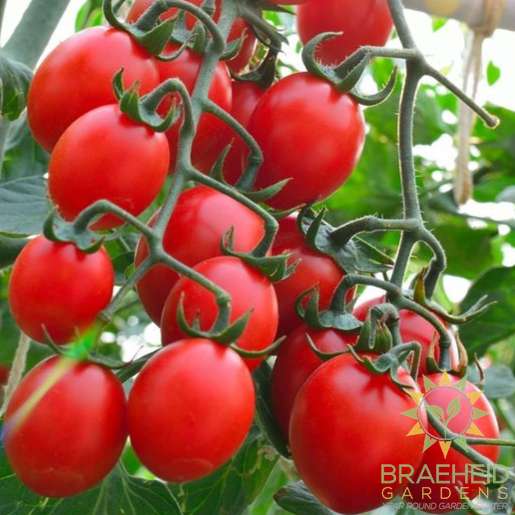Principe Borghese Tomato