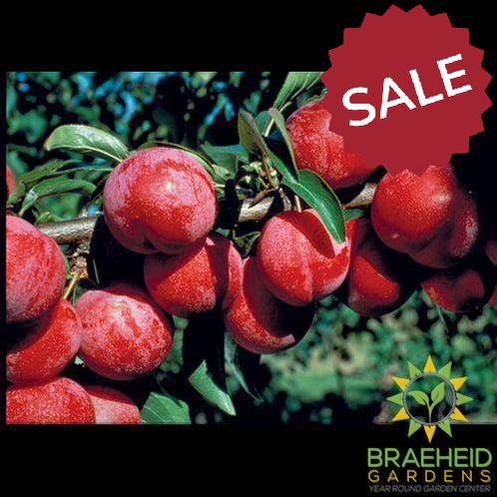 Auction #1 - Beginner’s Orchard Bundle – 9 Hardy Edible Fruit Trees + Fertilizer – Zone 3b Friendly