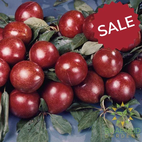 Superior Plum- Tree for sale, Grown in Grande Prairie -Braeheid Gardens Ltd. on Emerson Trail