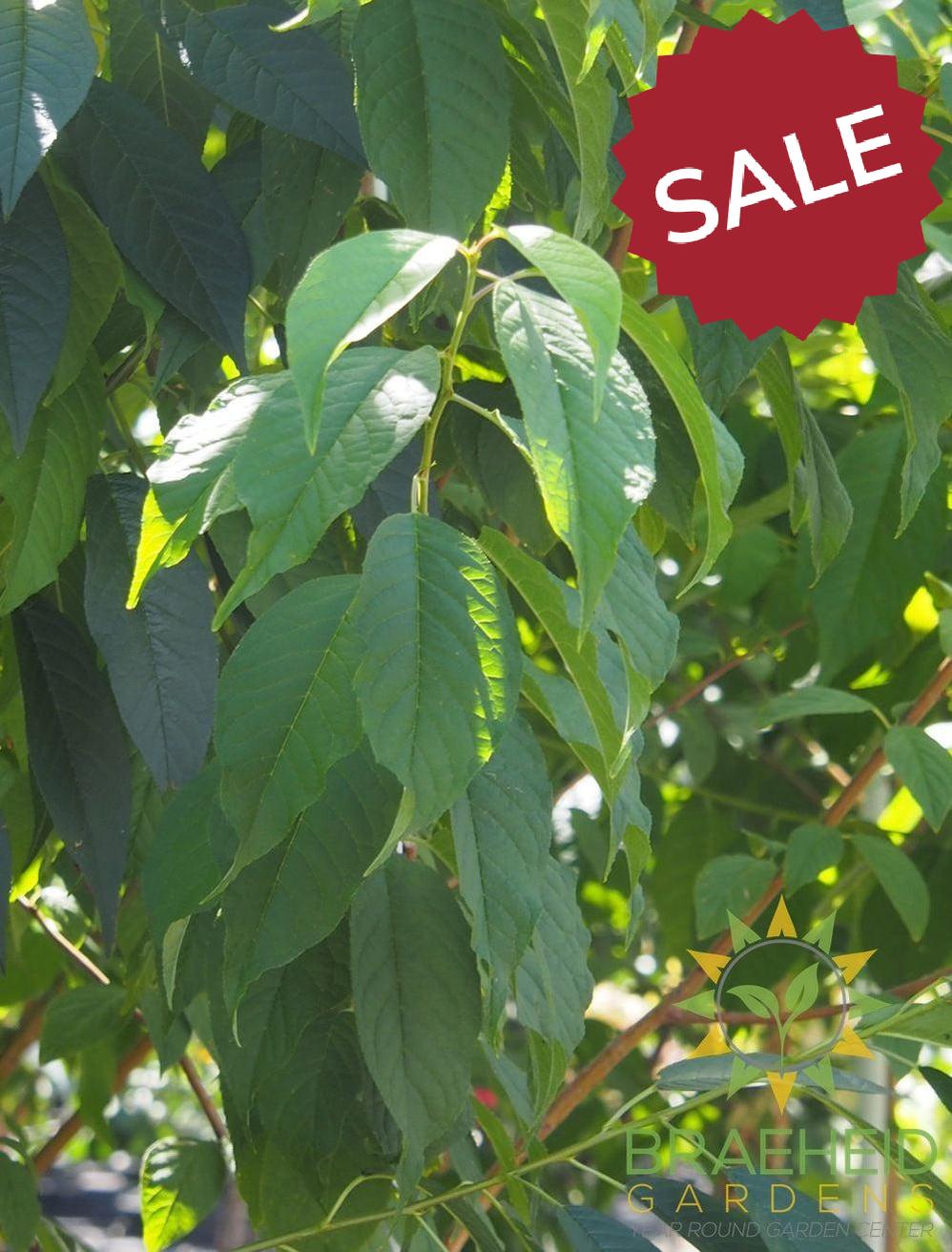 Klondike® Amur Cherry Tree- Tree for sale, Grown in Grande Prairie -Braeheid Gardens Ltd. on Emerson Trail