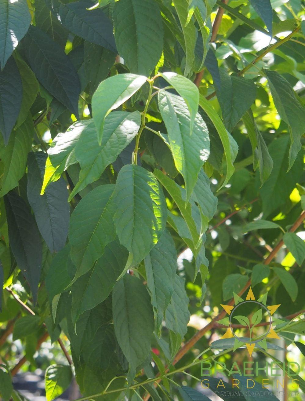 Klondike® Amur Cherry Tree- Tree for sale, Grown in Grande Prairie -Braeheid Gardens Ltd. on Emerson Trail