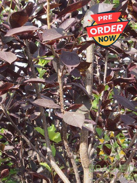 Midnight Schubert Chokecherry Tree- Tree for sale, Grown in Grande Prairie -Braeheid Gardens Ltd. on Emerson Trail