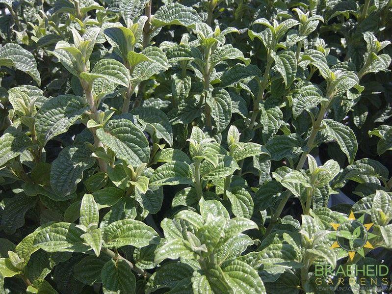 Pucker Up!® Dogwood