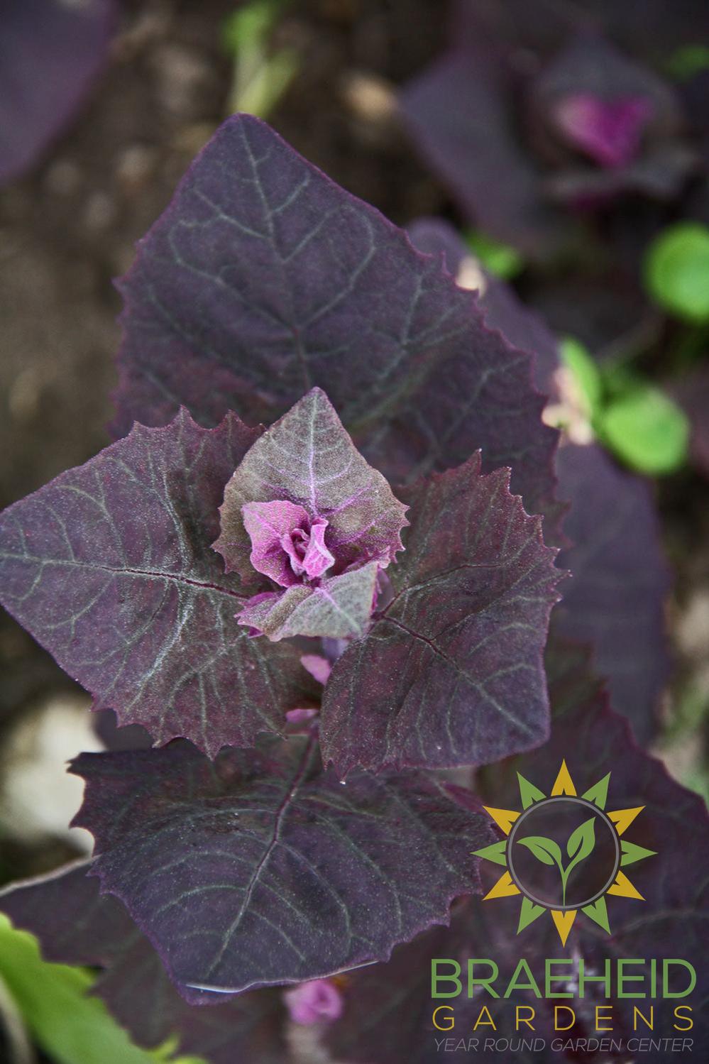Purple Orach